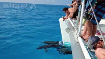 Dolphin Tales 1/2014 - Swimming with wild dolphins