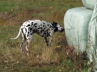 How an almost smiling and very  smart cat survives a stupid dog....