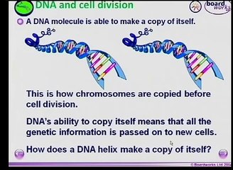 Matric revision: Life Sciences: Genetics (4/8): DNA replication (1/5): mitoses and meiosis