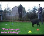 Millies Training Guide Lesson 3 Funny Pranks and Funny Animals Clips 2014.mp4
