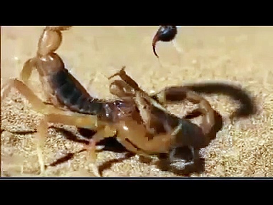 SCORPION VS. SCORPION Discovery/Animals/Nature