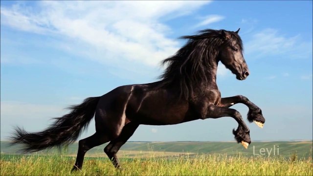 Ennio Morricone - Once upon a time in the West / Finale