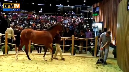 France : un poulain normand vendu à 2,6 millions d'euros