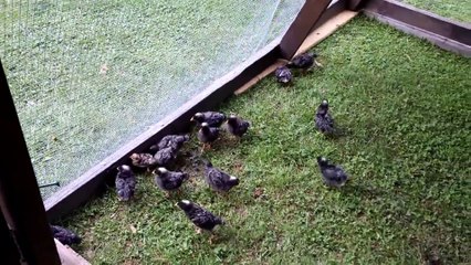 Un pitbull rentre dans un poulailler