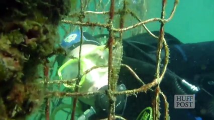 En Australie, un hôtel pour les hippocampes menacés d'extinction