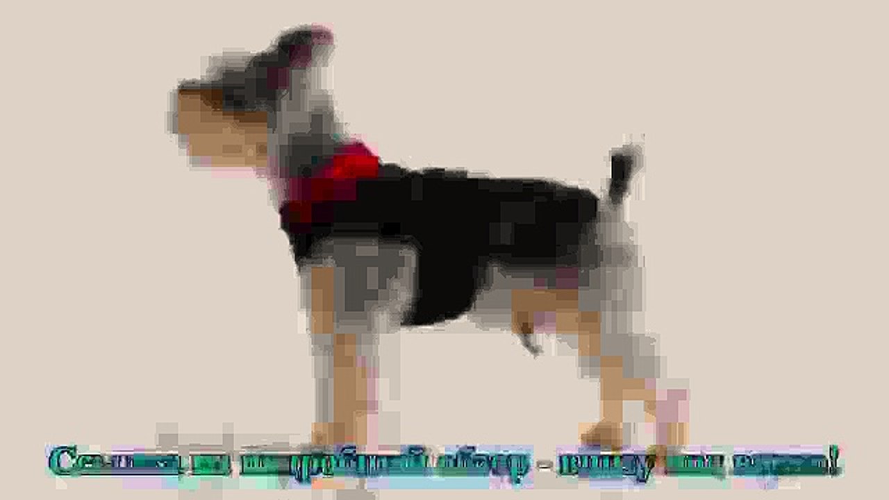 Design Pet products dog clothes puppy clothin