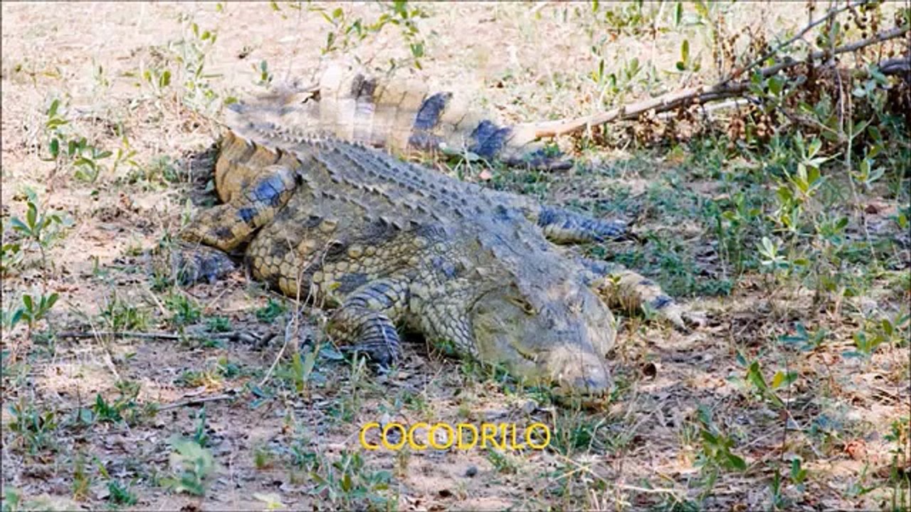 sonidos de animales salvajes y domésticos para niños pequeños