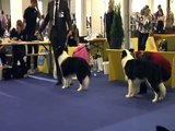 world dog show border collies