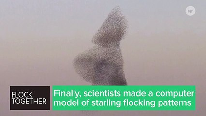 Science: Birds Flock Together Way Better Than Drones... For Now