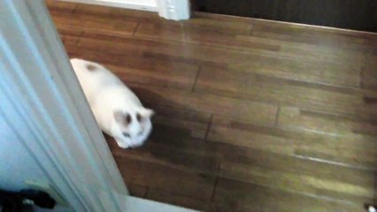 気性の荒い猫！怒ったネコ