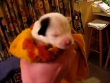 Newborn Jack Russell Puppies Feeding - Eyes Not Even Open!