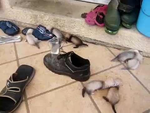 Mes bb fufus à 35 jours