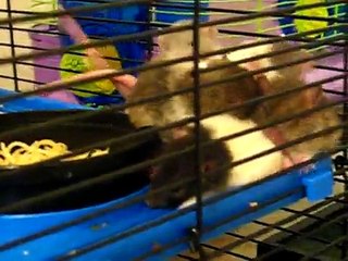 rat babies in HUGE cage!