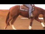 Reining Horse For Sale - Elans Chic Elaine - Reining futurity prospect