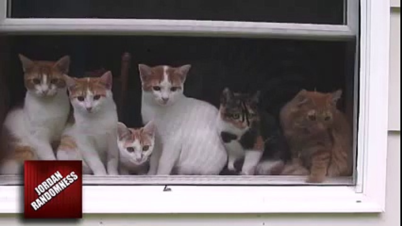Group of cats react to  Call of Duty  sound effects