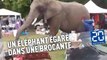 Un éléphant égaré se promène dans une brocante aux Pays-Bas