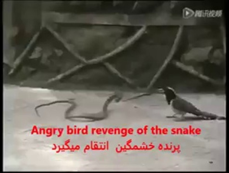 Angry bird revenge of the snake