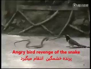 Angry bird revenge of the snake