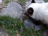 【いなか猫１０１】　魚の頭をバリバリ食べるシャム猫(the cat which eats the head of the fish)・・・japanese funny cat