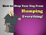 How to Stop Your Dog From Humping