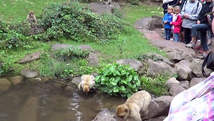 Montagne des Singes Kintzheim