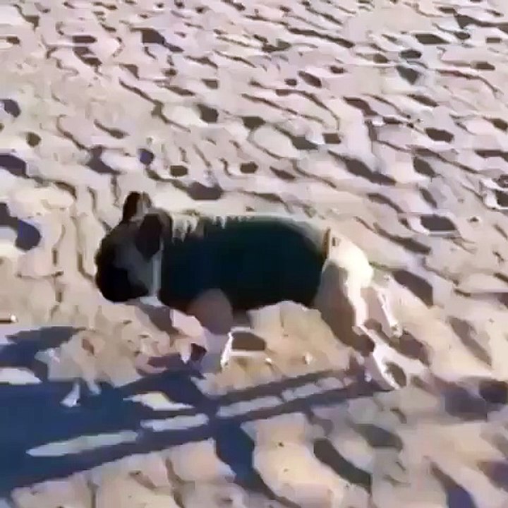 Funny Video
