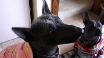 Xolo, Mexican Hairless Dog Sings for Her Supper