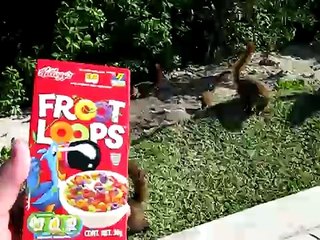 Coatimundi at Blue Bay Grand Esmeralda (Froot Loops)