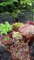 Jardin en pots sur ma terrasse: tomates, courgettes....