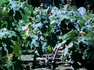 Patta Patta Boottaa Boottaa