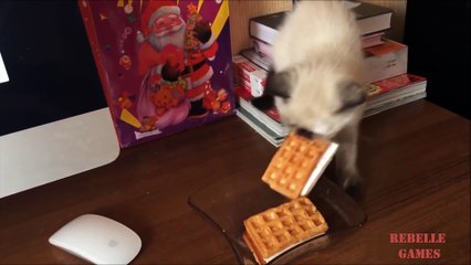 compilation chat & animaux drole  funny video