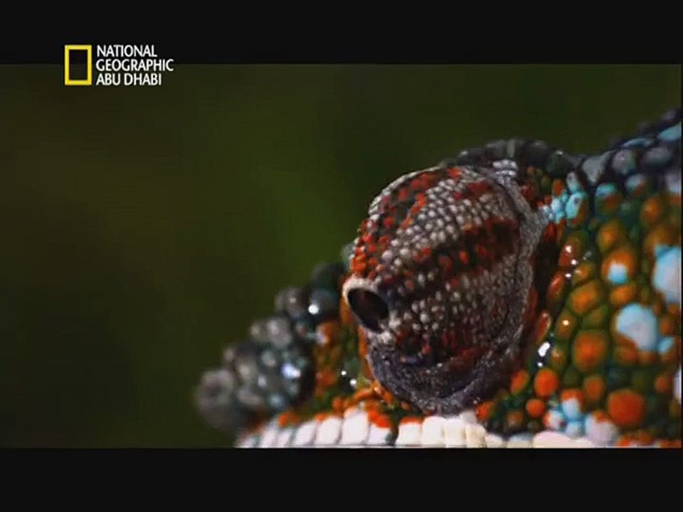 animal targets