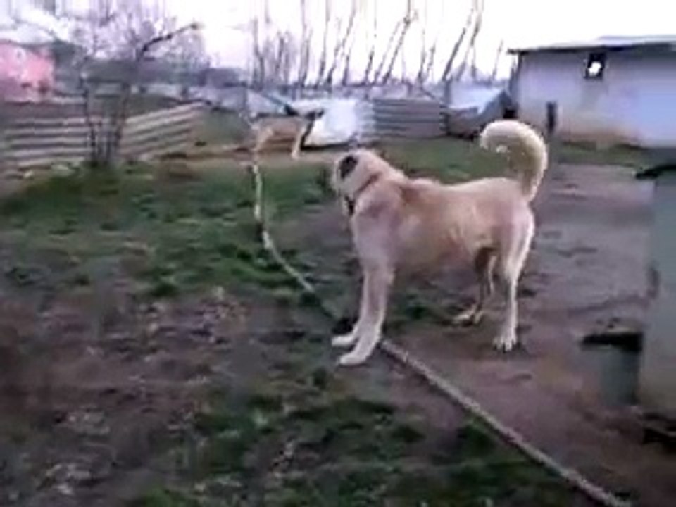 Kurdish Kangal VS.Kurdish Karabas Dog Fight Sivas Kurdistan