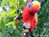 Wild Macaw Eating Fuit - Pavones, Costa Rica