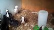 New aseel chicks 1 month old
