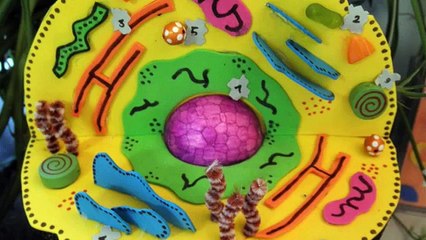 model of animal cell