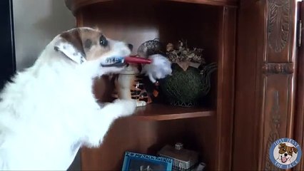 Great Tricks For Your Dog by Jesse