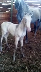 Capa Perlino Yeguada Herrera Caballos PRE