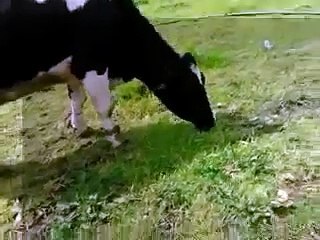 Cows Eat Grass is Pretty Cool   Must See mp4