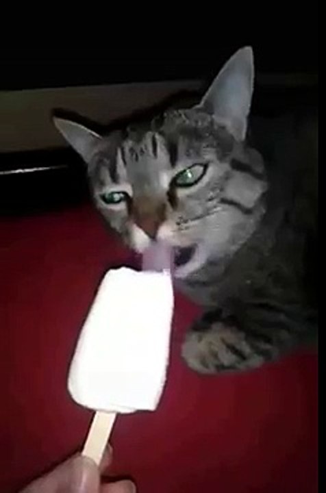 Un chat bugge en mangeant de la glace