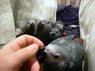 4 Baby African Grey Parrots: For Sale in Limerick