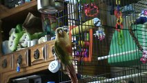 Pineapple Green Cheek Conure- Parrot Talking & Showing Off