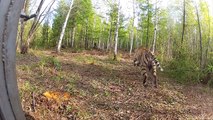 Tigres-siberianos libertados na Russia