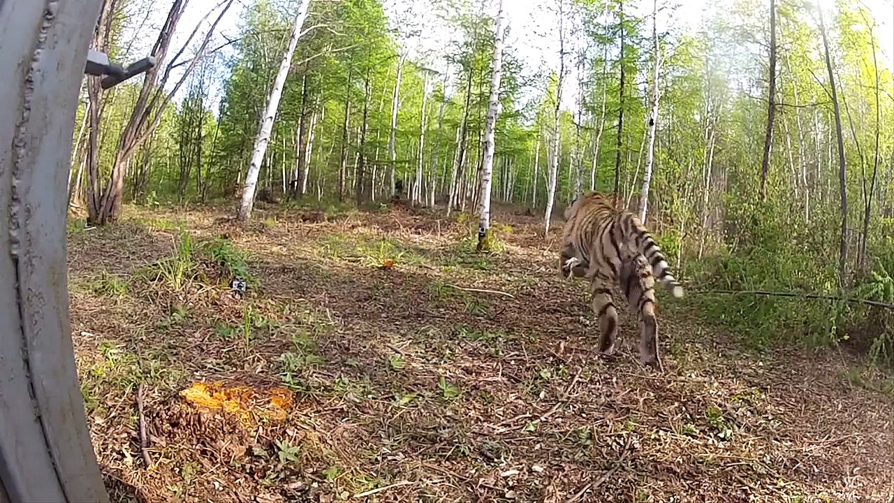 Tigres-siberianos libertados na Russia