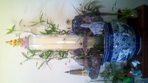 lucky bamboo aquarium