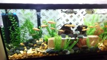 55 gallon aquarium, turtles, fish, lucky bamboo,