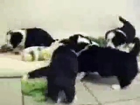 集団レイプ動画