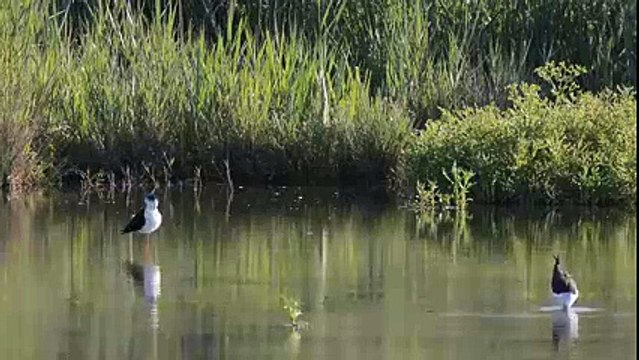 Instants volés ds le marais de Rognac par Cyril Doret _printemps 2014