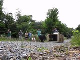 Filhotes de urso são soltos na natureza