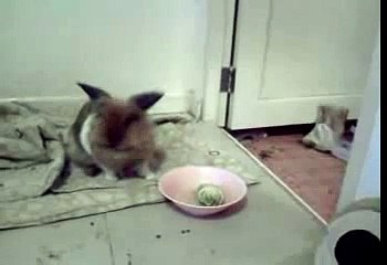 ผีผ้าห่ม - My bunny playing with blanket.